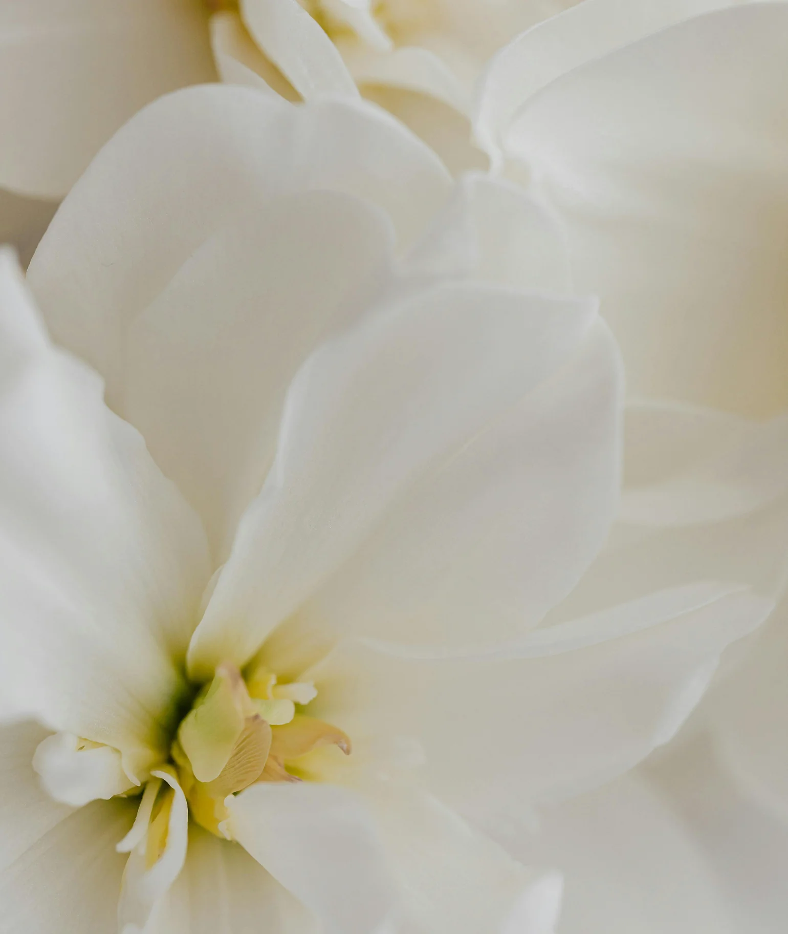 Fleur de Blonde Eau de Parfum - Image 6