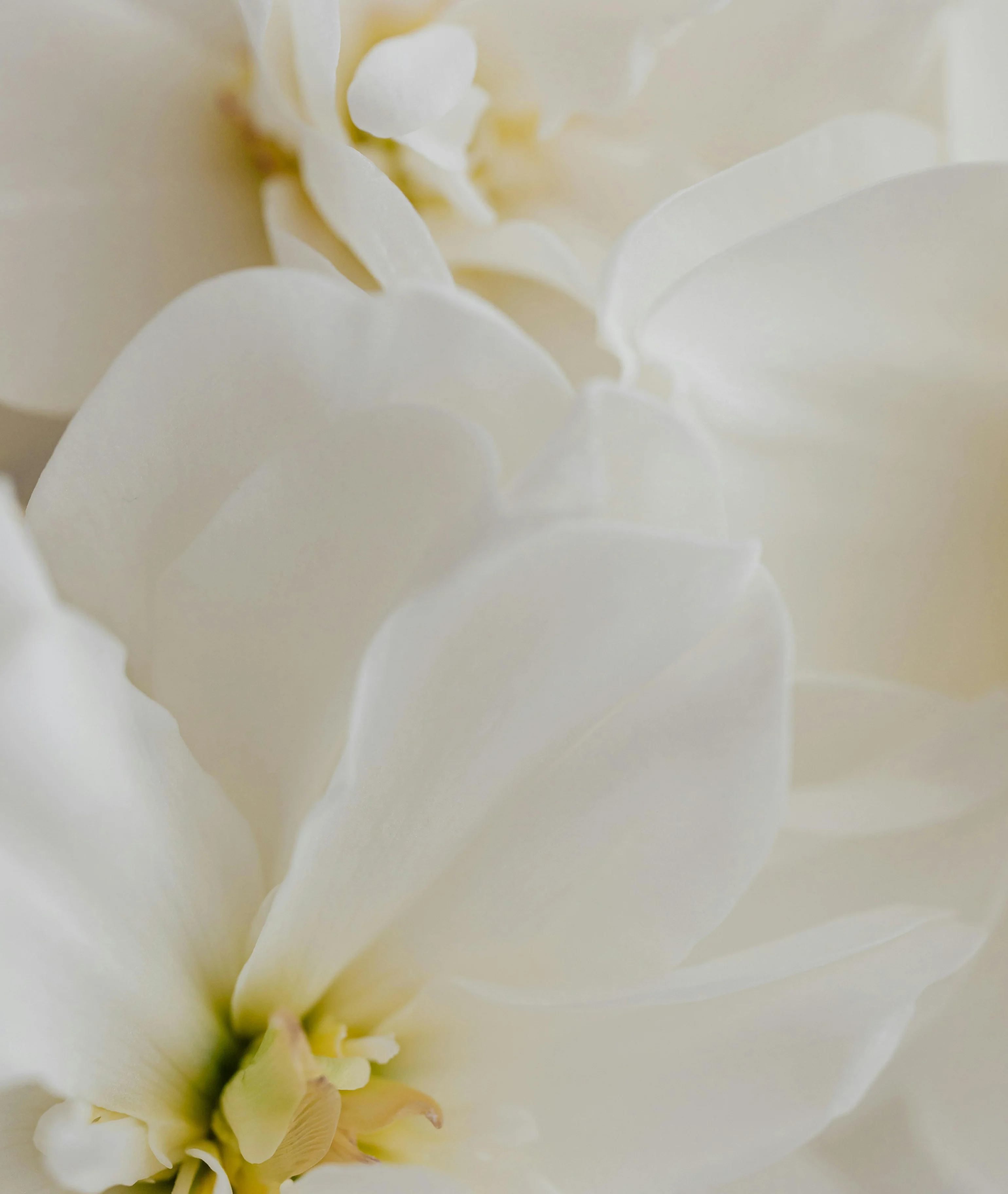 Flower Child Stack - Image 7